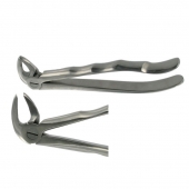 ENGLISH FORCEPS 33M LOWER ROOT